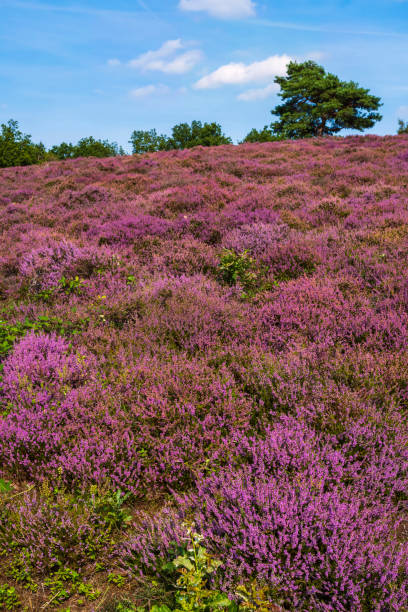 istock Blooming heathland in Rheinhessen/Germany 1411022331
