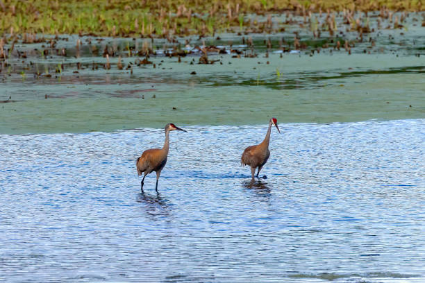 istock The sandhill crane (Antigone canadensis) on the river 1411022371