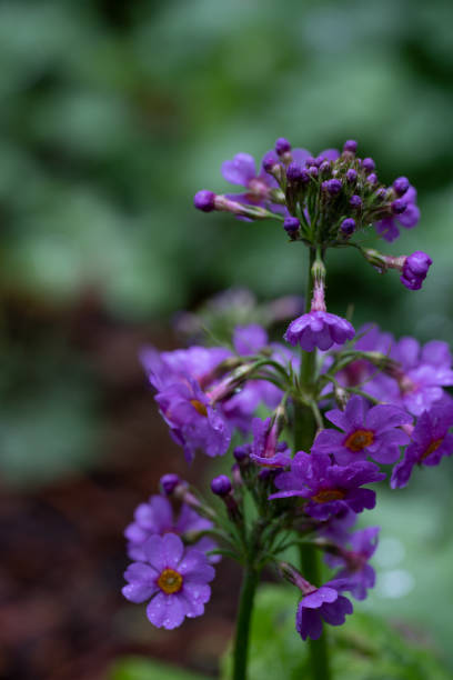 istock Primula Japonica flowers 1411022446