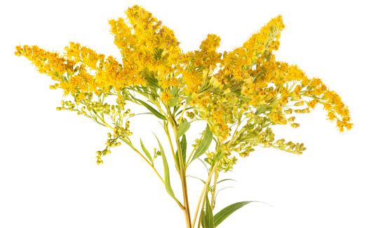 European goldenrod flowers isolated on white background