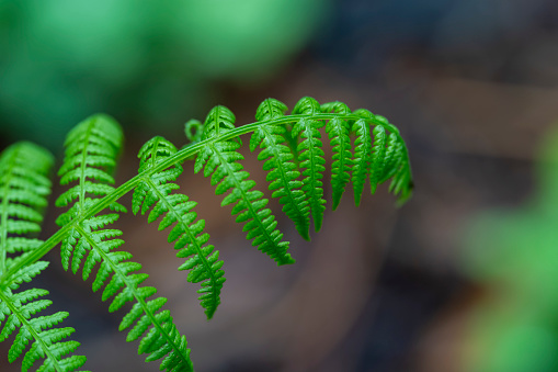 Fern frond with limited depth of field.