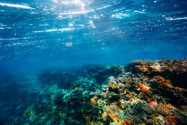 istock Panorama Underwater coral reef on the red sea 1411022630