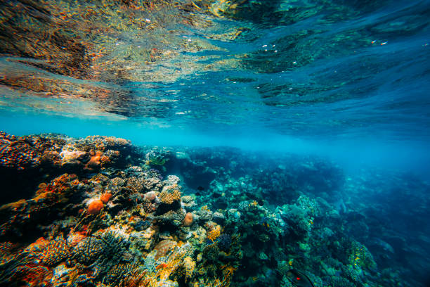 istock Panorama Underwater coral reef on the red sea 1411022665