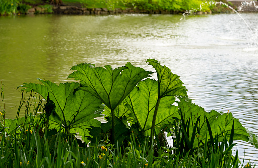 Rhubarb growing as a specimen plant beside a lake in a public park.