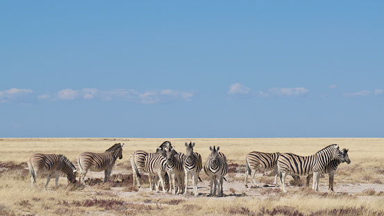A herd of zebras in Etosha, Namibia trying to get through the mid-day heat.