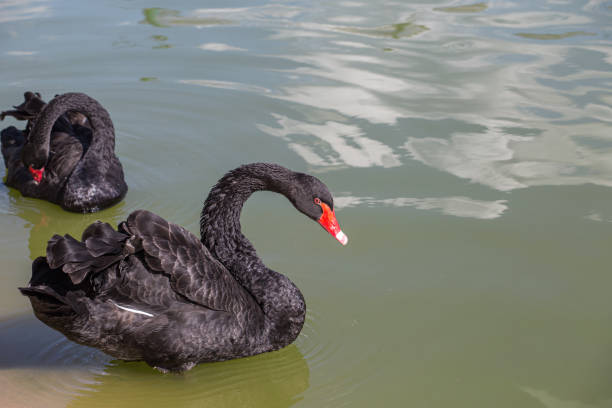 istock Black swans in the lake 1411023681