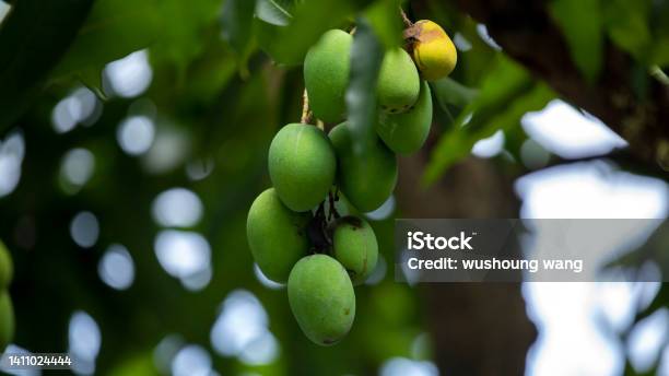 Tree Ripe Orange Mango Sunshine Mango Tree Ripe Mango Fruit Stock Photo - Download Image Now ...