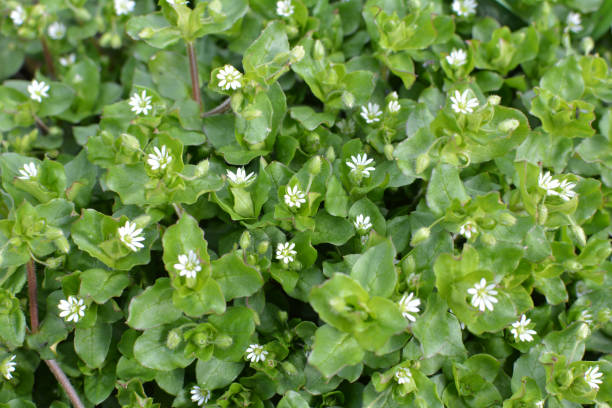 istock In the spring, Stellaria media grows in nature 1411024758