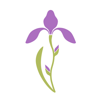 Iris flower on a white background. Flat design. Vector illustration.