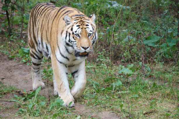 istock Siberian tiger. Elegant big cat. endangered predator. white,black,orange striped fur 1411025749