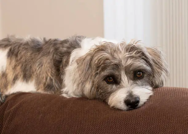 Havanese mixed breed female rescue dog with white, gray, and brown fur expresses love and contentment in her large brown eyes.