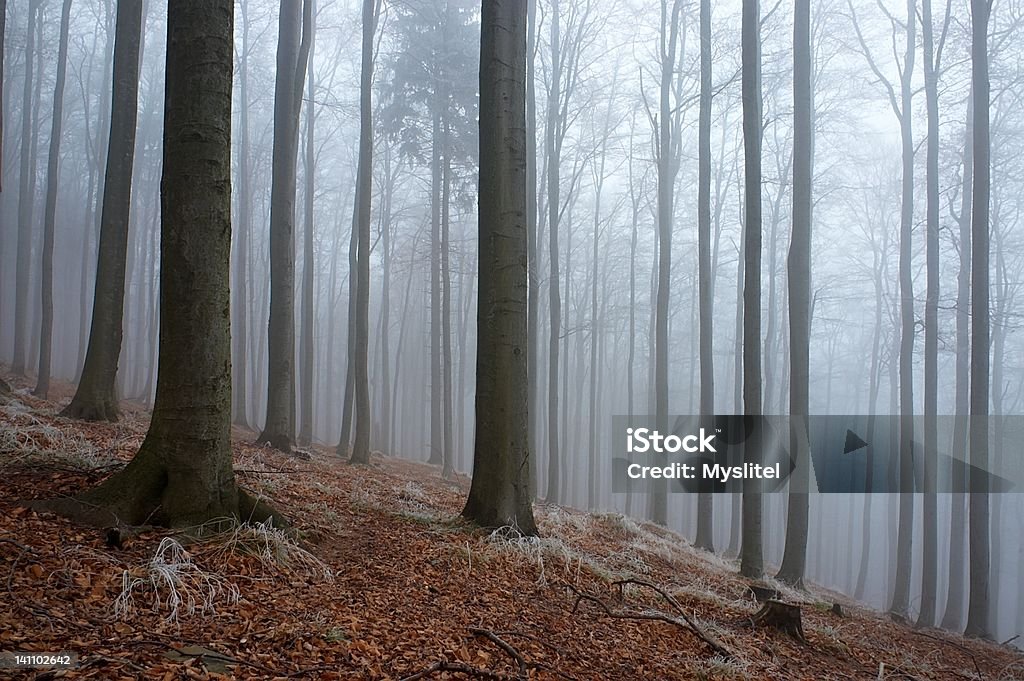 frosty beechwood In - Foto stock royalty-free di Albero