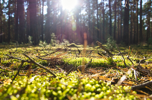 Coniferous forest in autumn with moss on the forest floor and warm autumn light.