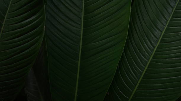 istock Dark Green leaves background 1411026531