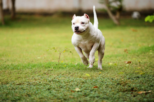 American Pitbull Terrier running at the park. Muscle dog unleashed in grass field. American Pitbull Terrier running at the park. Muscle dog unleashed in grass field. american pit bull terrier stock pictures, royalty-free photos & images
