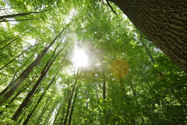 istock summer forest trees. nature green wood sunlight backgrounds. 1411027403