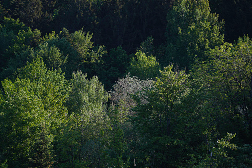 Reforestation in the forest with young green conifers