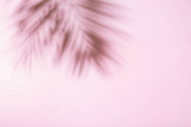 istock Tropical palm leaf shadow on a pink pastel background. Copy space 1411027776