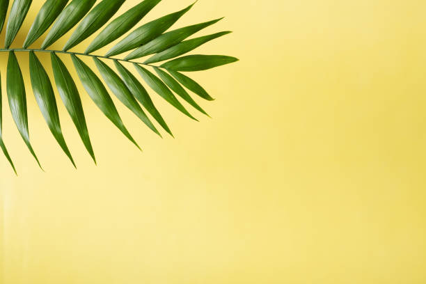 istock Tropical green palm leaf on a yellow background. Copy space. Summer backdrop 1411027779