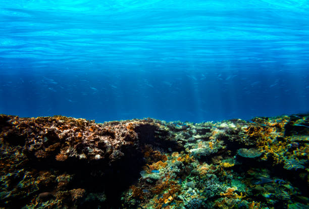 istock Underwater coral reef on the red sea 1411027832