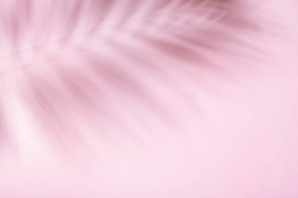 istock Tropical palm leaf shadow on a pink pastel background. Summer backdrop 1411027876