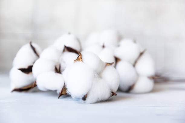 istock White fluffy cotton flowers on concrete background. Delicate light background. Natural organic fiber. Fabric raw material. 1411028108
