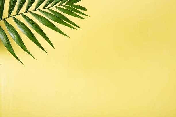istock Tropical green palm leaf on a yellow background. Copy space. Summer backdrop 1411028363