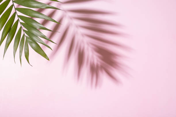 istock Tropical green palm leaf with shadow on a pink pastel background 1411028655