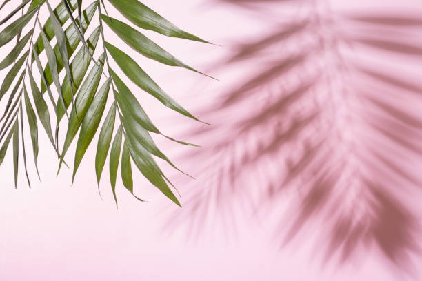istock Tropical green palm leaf with shadow on a pink pastel background. Copy space 1411028656