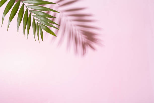 istock Tropical green palm leaf with shadow on a pink pastel background 1411028796