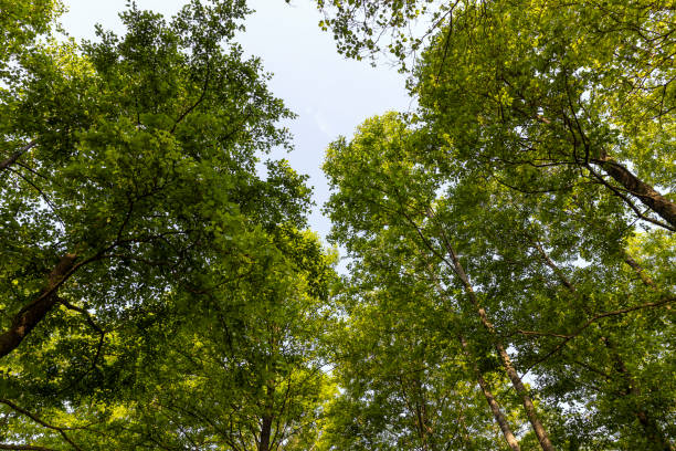 istock trees with green foliage in a mixed forest 1411029522