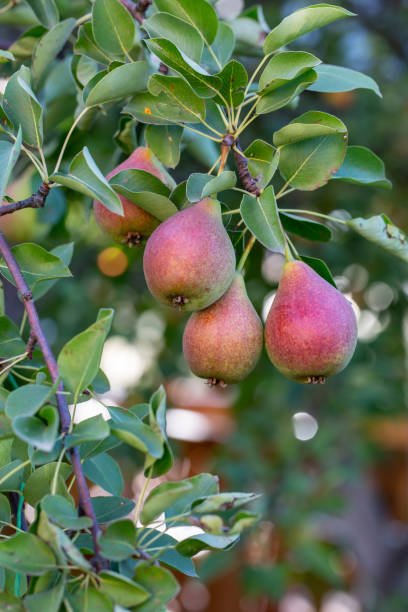 istock Garden ripe pears hanging on a branch on a summer sunny day. 1411029608