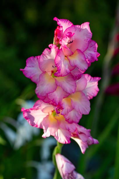 floraison de la fleur de glaïeul bicolore lors d’une journée d’été macro photographie. - gladiolus flower floral pattern single flower photos et images de collection