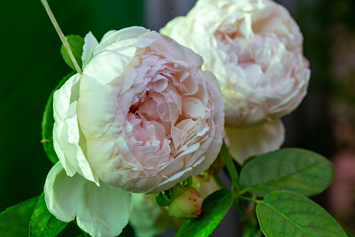 Blooming pink peony rose flower macro photography on a sunny summer day. Garden rose with pink petals close-up photo in the summertime. Blooming bush of bicolor roses in the summer garden.