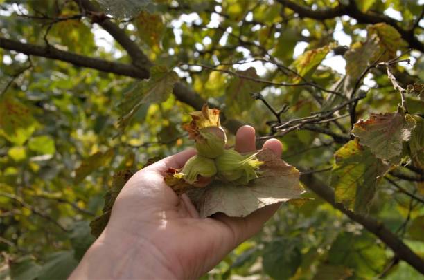 istock collect hazelnut nut from bush, harvest concept 1411030344