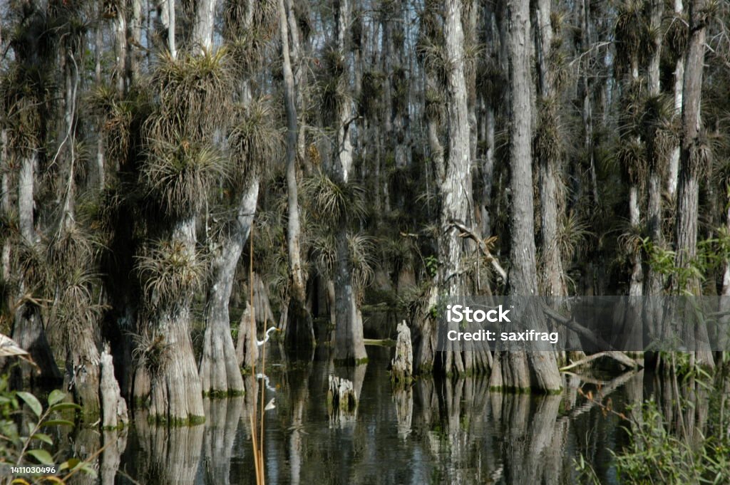 Cyprus Wetland Water-tolerant Cyprus trees growing in a wetland in the Florida Everglades. Beauty Stock Photo