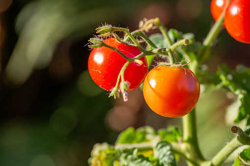 Small tomatoes hanging on a branch on a summer sunny day macro photography. Red and green tomatoes close-up photography in summer.