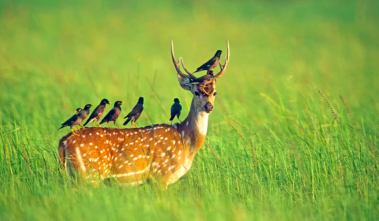 Deer grazing in a daisy field near a lake.