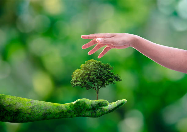 istock Environment earth day, Hands from nature holding young plant with sunlight and human hands protecting nature on green nature background, Forest conservation concept, Ecology and Nature concept. 1411032623