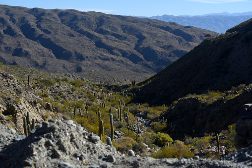 Arid mountain landscape and cactus