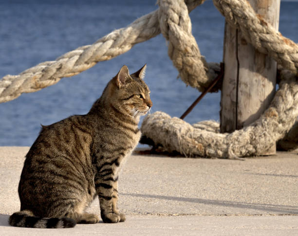 istock Port cat and rope on seafront in summer day 1411032774