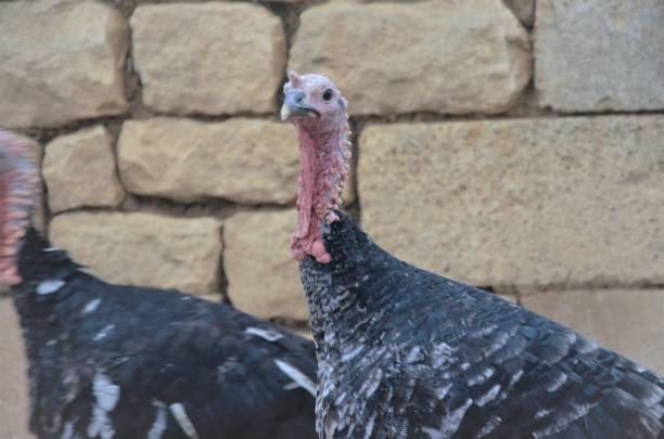 istock turkeys on the range, rearing poultry on the farm 1411033108