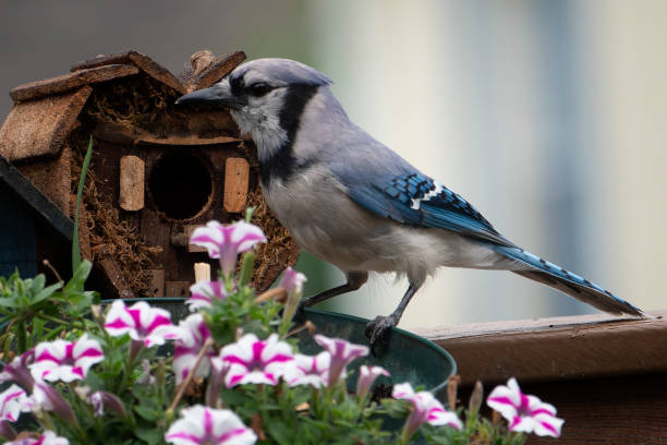 istock Bluejay on the edge of a flowerpot 1411033134