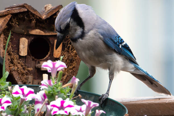 istock Bluejay on the edge of a flowerpot 1411033141