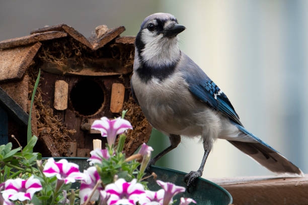 istock Bluejay on the edge of a flowerpot 1411033145