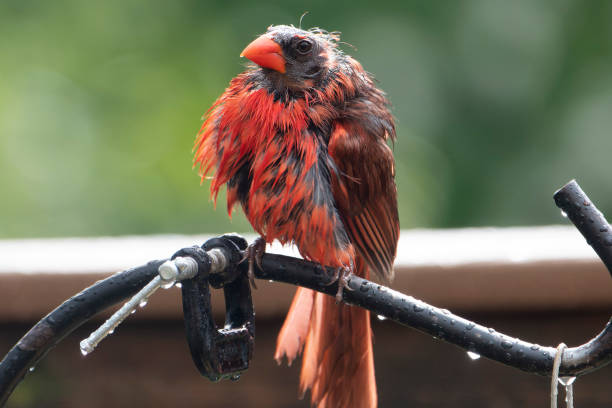 istock Wet Northern Cardinal on a curved metal perch 1411033153