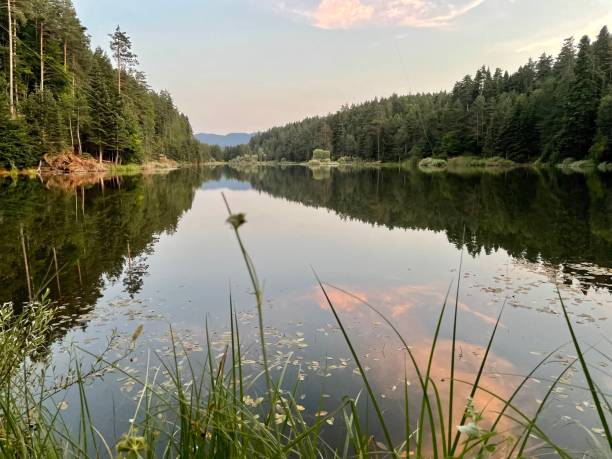 istock natural area, forest and lake 1411033247