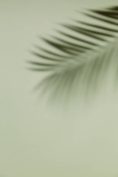 istock Palm leaf shadow on a green wall background. Olive color stylish flat lay with trendy shadow and sun light. 1411034102