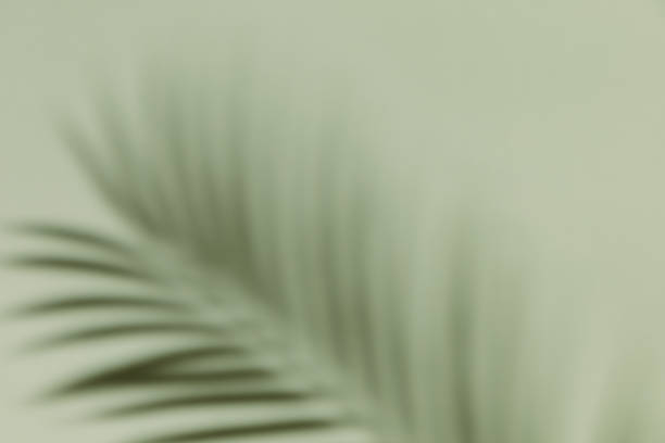 istock Palm leaf shadow on a green wall background. Olive color stylish flat lay with trendy shadow and sun light. 1411034116
