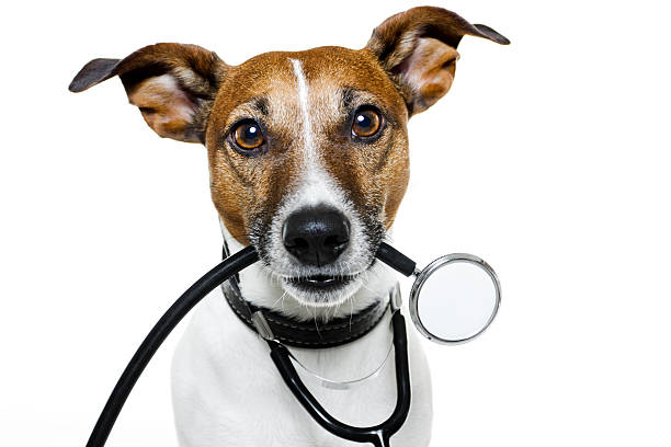 Puppy dog border collie and stethoscope isolated on white background. Little dog on reception at veterinary doctor in vet clinic. Pet health care and animals concept.